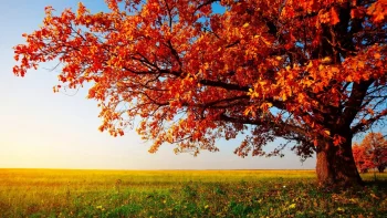 A spreading oak with crimson foliage