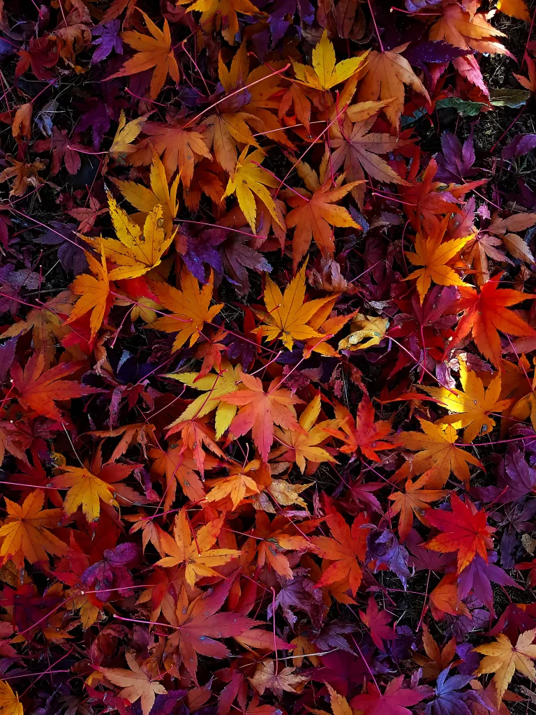 a carpet of fallen maple leaves, autumn, autumns, forest, forests, leaves, foliage, leafage, frondage, parks, national parks, nature