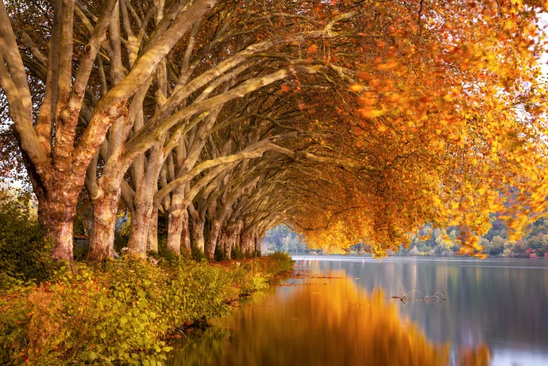 a golden avenue of sycamore trees along the lake shore, autumn, autumns, lakes, bodies of water, leaves, foliage, leafage, frondage, reflections, trees, nature