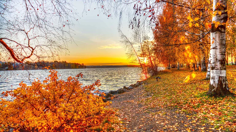 the golden light of sunset over an autumn lake, autumn, autumns, birch trees, lakes, bodies of water, landscapes, leaves, foliage, leafage, frondage, paths, trails, pathways, sunsets, sunset, trees, nature