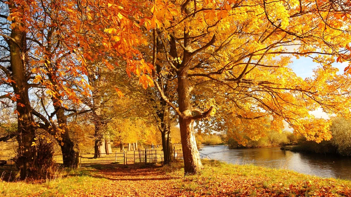 The golden foliage of the trees along the riverbank