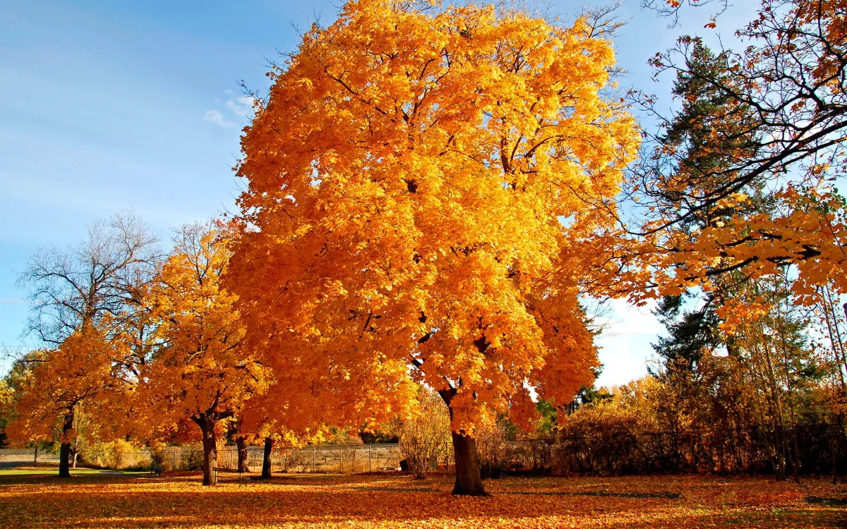 vibrant maple trees bathed in the midday sun, autumn, autumns, leaves, foliage, leafage, frondage, parks, national parks, sky, trees, nature