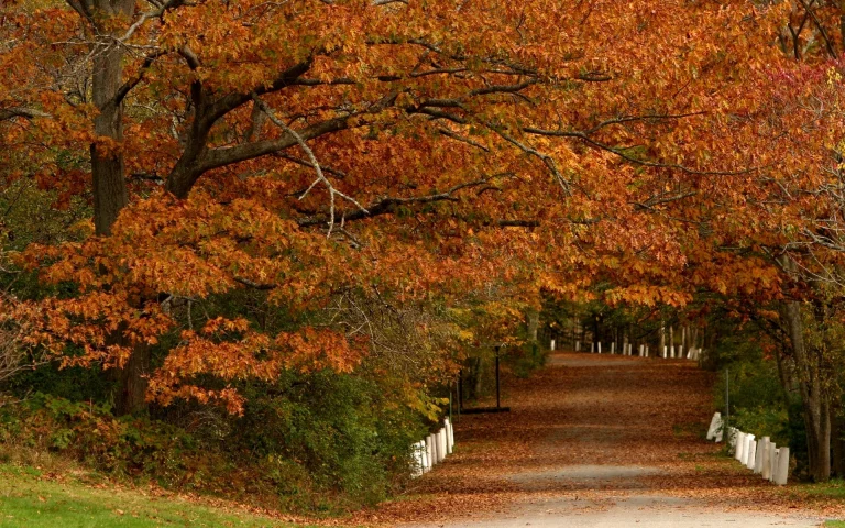 A forest road beneath the canopy of trees in shades of ochre
