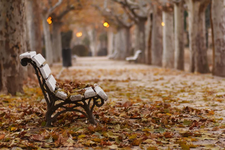 a solitary bench in a park path under the soft glow of the streetlights, autumn, autumns, benches, leaves, foliage, leafage, frondage, paths, trails, pathways, trees, nature