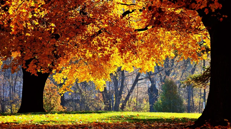 the golden foliage of the trees in the park, autumn, autumns, forest, forests, herb, herbs, lawns, leaves, foliage, leafage, frondage, parks, national parks, trees, nature
