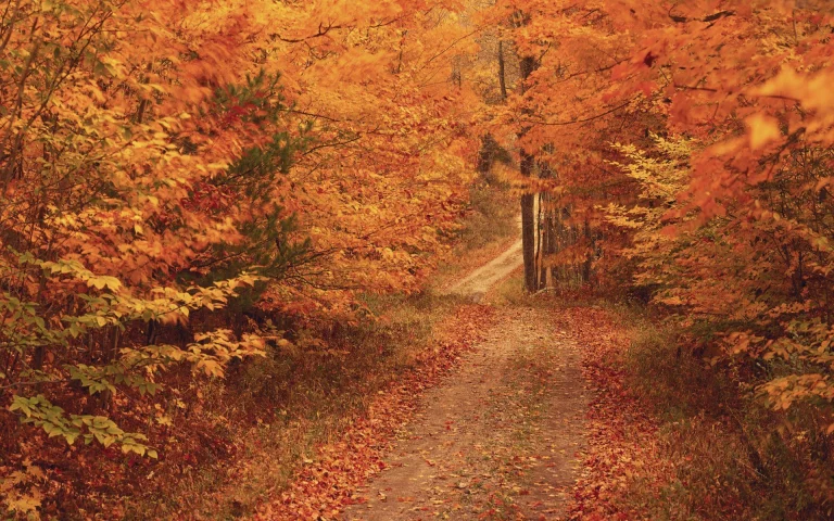 a forest trail bathed in the golden light of an autumn day, autumn, autumns, forest, forests, leaves, foliage, leafage, frondage, parks, national parks, paths, trails, pathways, roads, highways, motorways, avenues, driveways, passageways, trees, nature