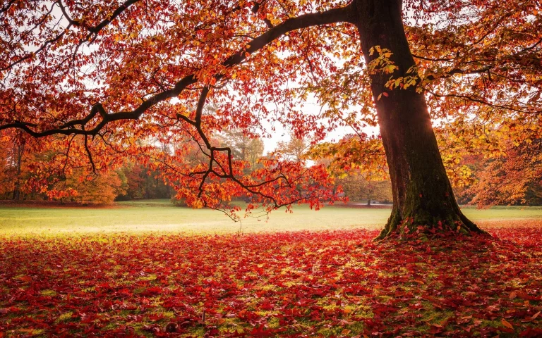 a spreading tree in the park, bathed in soft light, autumn, autumns, leaves, foliage, leafage, frondage, parks, national parks, trees, nature