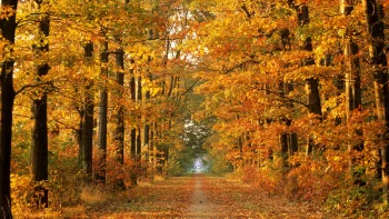 a forest trail bathed in the rays of the setting sun, autumn, autumns, forest, forests, leaves, foliage, leafage, frondage, parks, national parks, paths, trails, pathways, trees, nature