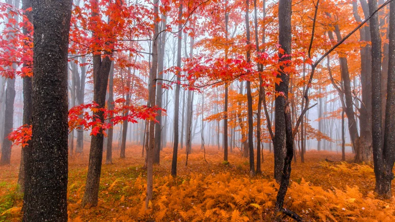 a misty forest in the vibrant colors of autumn, autumn, autumns, fog, forest, forests, landscapes, leaves, foliage, leafage, frondage, trees, nature