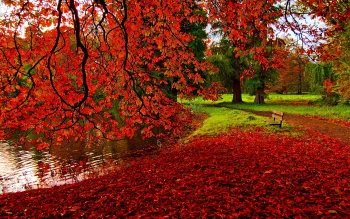 a solitary bench in the park amid the vibrant autumn foliage, autumn, autumns, leaves, foliage, leafage, frondage, parks, national parks, paths, trails, pathways, trees, nature