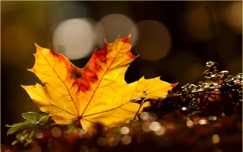 a maple leaf bathed in soft light, autumn, autumns, leaves, foliage, leafage, frondage, macro photography, macro, nature
