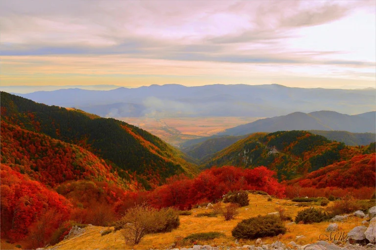 golden mountain slopes bathed in soft light, autumn, autumns, benches, clouds, forest, forests, landscapes, leaves, foliage, leafage, frondage, mountains, peaks, hills, sky, trees, valleys, nature