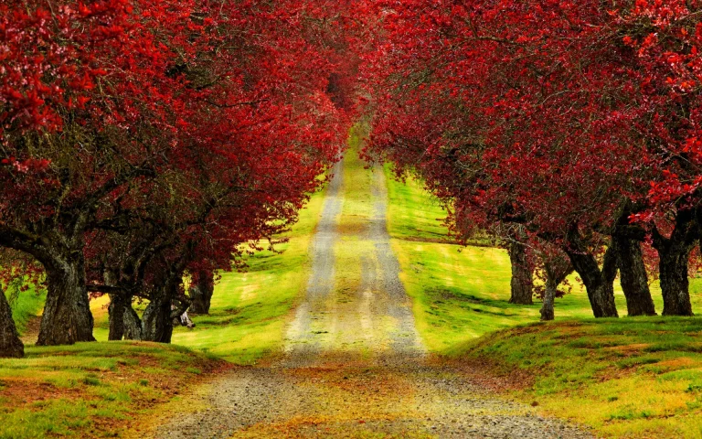 an avenue lined with bright red trees, autumn, autumns, herb, herbs, lawns, leaves, foliage, leafage, frondage, parks, national parks, roads, highways, motorways, avenues, driveways, passageways, trees, nature