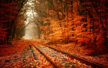 Railroad tracks in an ochre-colored forest