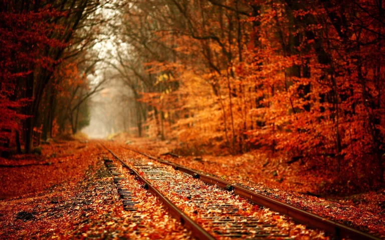 railroad tracks in an ochre-colored forest, autumn, autumns, forest, forests, leaves, foliage, leafage, frondage, railroads, rails, trees, nature