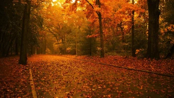 the golden path in the park, bathed in soft light, autumn, autumns, leaves, foliage, leafage, frondage, parks, national parks, roads, highways, motorways, avenues, driveways, passageways, trees, nature