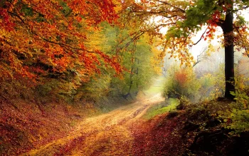 A forest road bathed in the morning sun