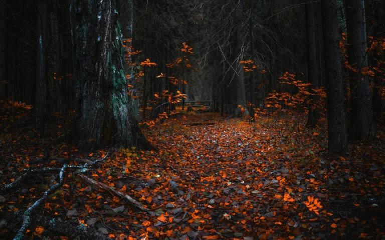 orange leaves on a dark trail deep in the forest, autumn, autumns, forest, forests, leaves, foliage, leafage, frondage, paths, trails, pathways, trees, nature