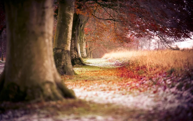an avenue of old trees bathed in soft light, autumn, autumns, forest, forests, herb, herbs, lawns, leaves, foliage, leafage, frondage, parks, national parks, paths, trails, pathways, trees, nature