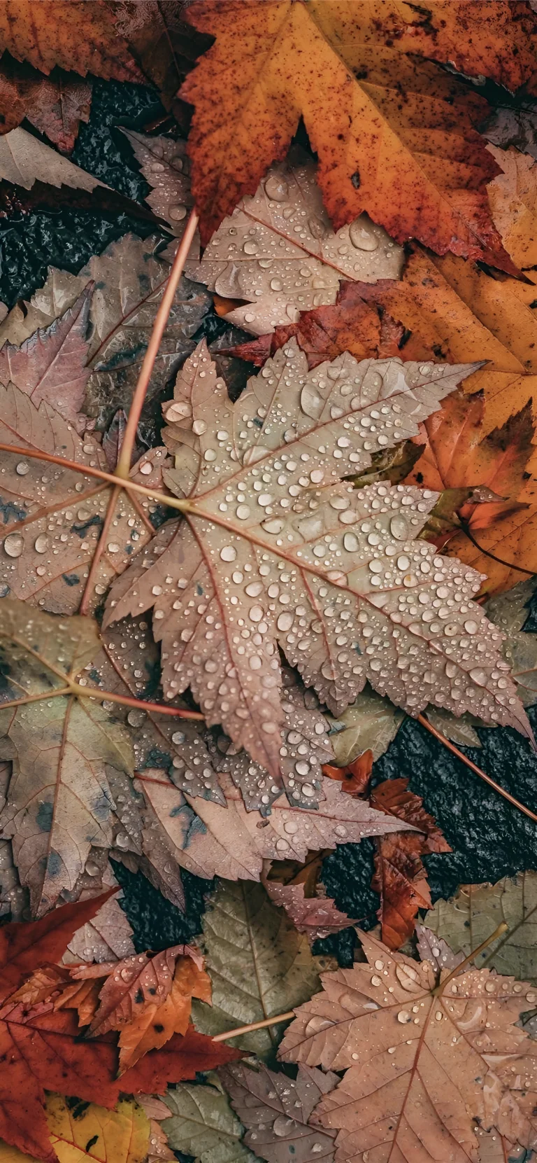 fallen maple leaves with raindrops, autumn, autumns, leaves, foliage, leafage, frondage, macro photography, macro, rain, nature