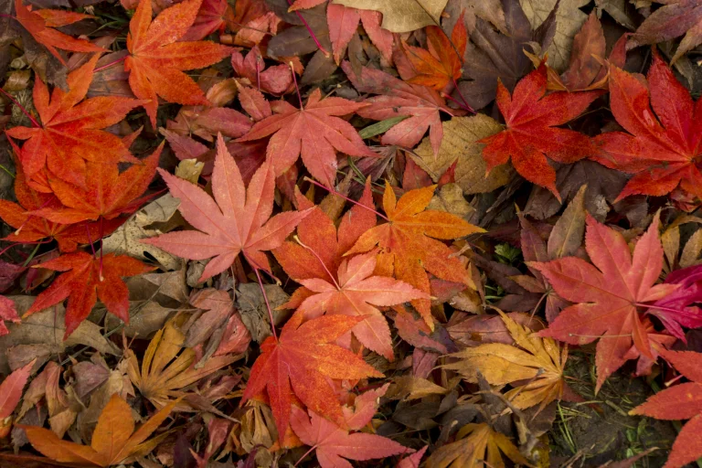 a carpet of fallen maple leaves in an autumn forest, autumn, autumns, leaves, foliage, leafage, frondage, nature