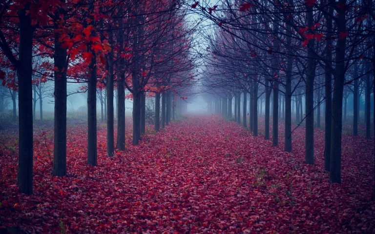 an avenue of red maples in the morning fog, autumn, autumns, fog, forest, forests, leaves, foliage, leafage, frondage, parks, national parks, trees, nature