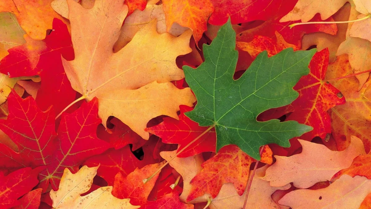 a green maple leaf on a bright carpet of fallen leaves, autumn, autumns, leaves, foliage, leafage, frondage, nature