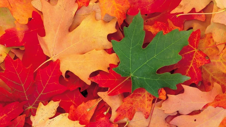 a green maple leaf on a bright carpet of fallen leaves, autumn, autumns, leaves, foliage, leafage, frondage, nature