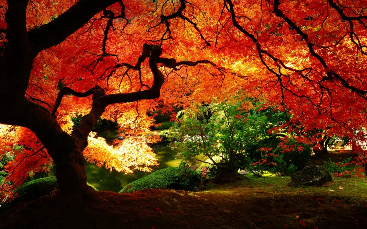a japanese maple bathed in autumn light, autumn, autumns, gardens, herb, herbs, lawns, japan, leaves, foliage, leafage, frondage, parks, national parks, rivers, canals, streams, trees, nature