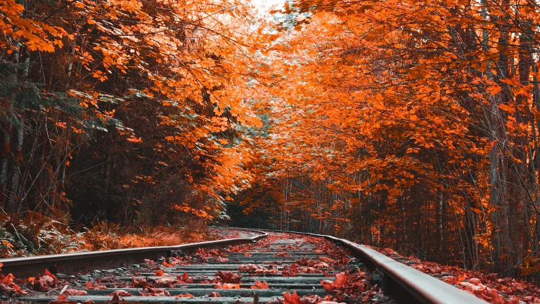 railroad tracks framed by a vibrant autumn forest, autumn, autumns, forest, forests, leaves, foliage, leafage, frondage, railroads, rails, trees, nature