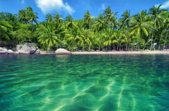 the palm beach on koh tao, koh tao island, thailand, islands, lagoons, landscapes, palm trees, nature, world