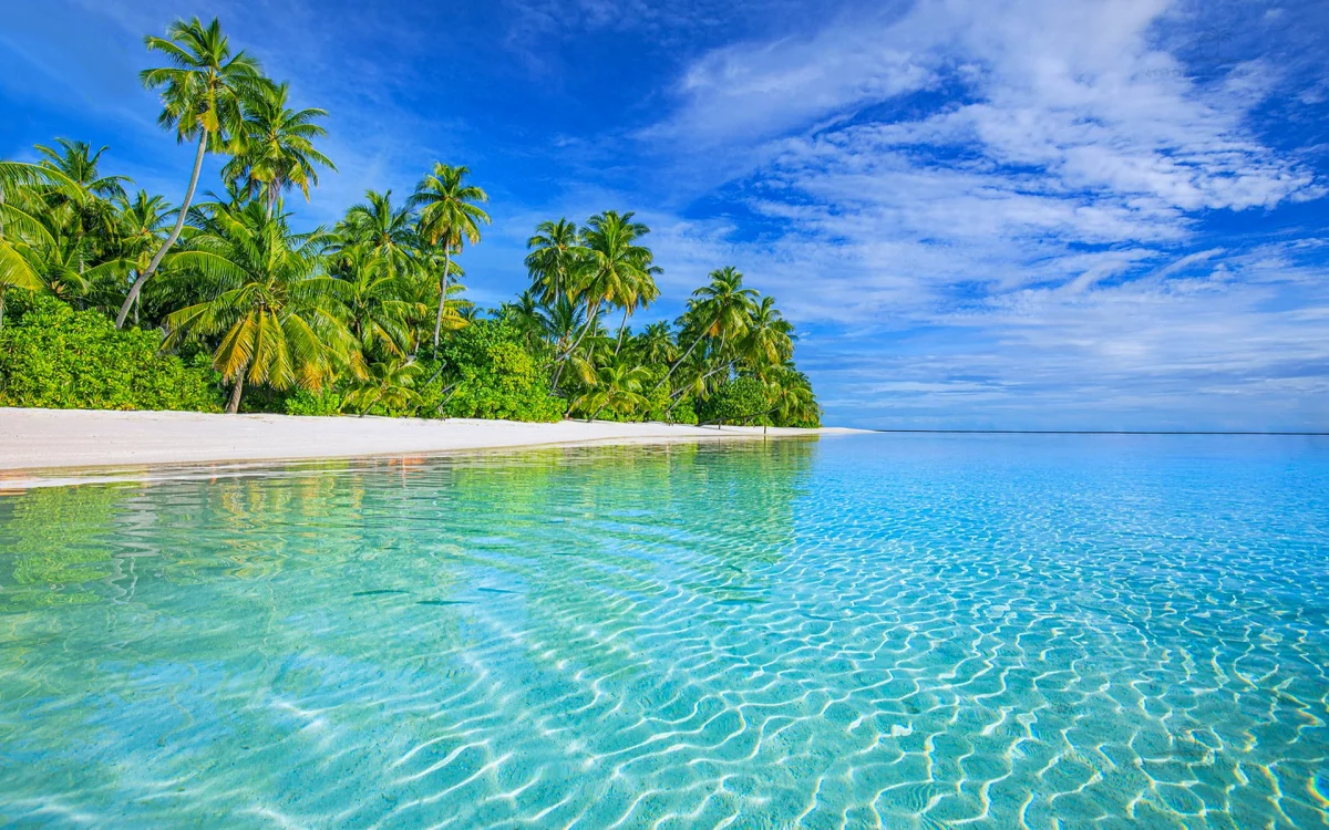 palm trees in the maldives, maldives, beaches, coasts, islands, landscapes, palm trees, trees, nature, world