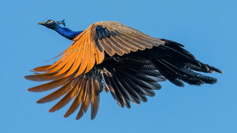 a peacock in flight against a clear sky, birds, feathers, plumage, peacocks, sky, wings, animals, fauna