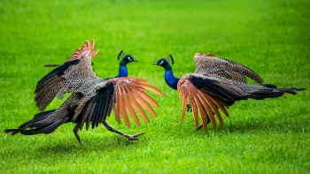 two peacocks on a green lawn, birds, herb, herbs, lawns, peacocks, animals, fauna