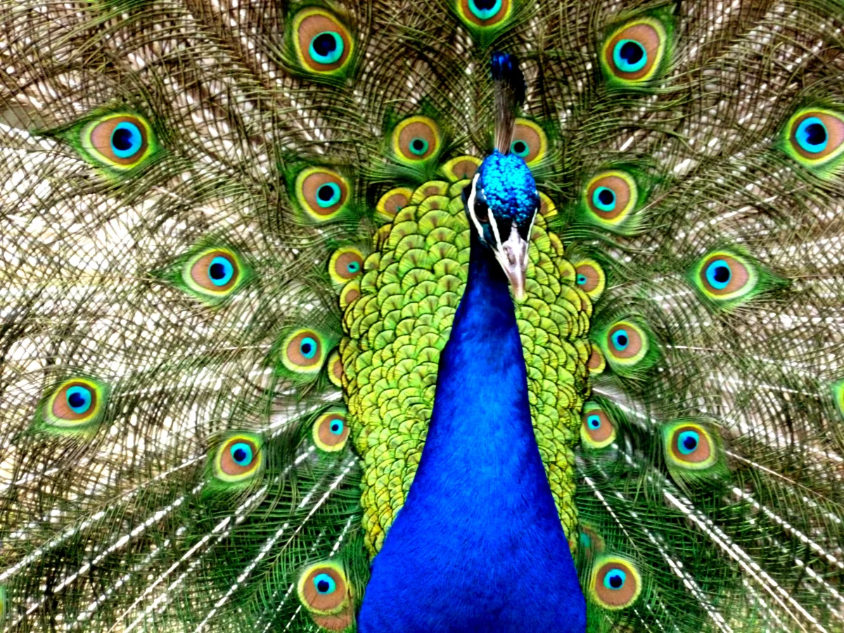 A common peacock with its bright tail spread out