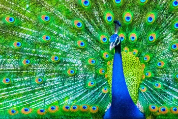 a vibrant peacock-tail fan, birds, feathers, plumage, peacocks, animals, fauna