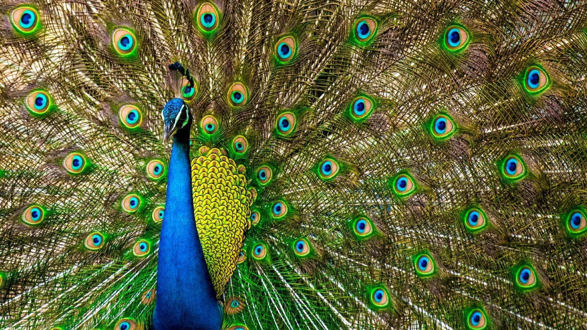 A common peacock with its tail spread