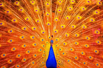 the golden sheen of a peacock's spread tail feathers, birds, feathers, plumage, peacocks, animals, fauna