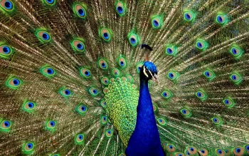 a common peacock with its bright tail spread out, birds, feathers, plumage, peacocks, animals, fauna