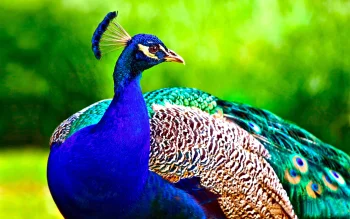 a blue peacock against a backdrop of lush greenery, birds, feathers, plumage, macro photography, macro, peacocks, animals, fauna