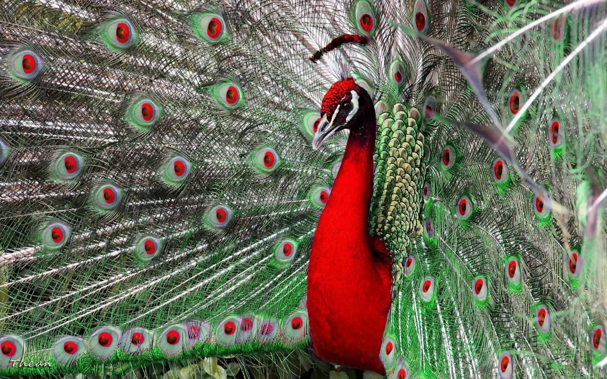 a red peacock with its tail spread, peacock, birds, feathers, plumage, look, views, glance, peacocks, animals, fauna