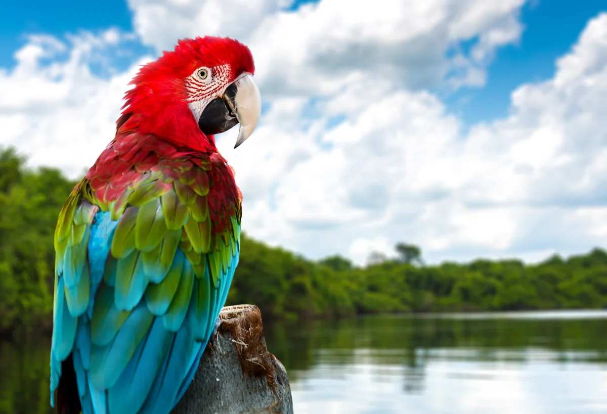 A green-winged macaw against the backdrop of a tropical shoreline