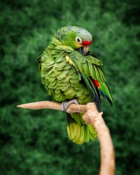 A green-cheeked Amazon cleaning its feathers