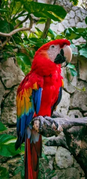 A red macaw against a backdrop of tropical greenery