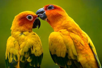 A pair of sunny aratingas against a green background