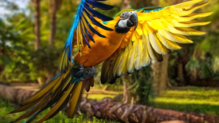 a blue-and-yellow macaw in flight amid tropical greenery, birds, feathers, plumage, forest, forests, parrots, wings, animals, fauna
