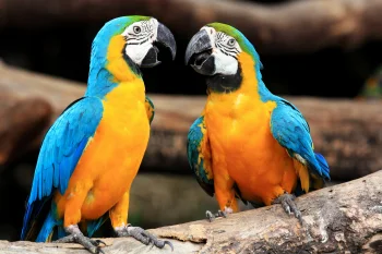 Two blue-and-yellow macaws on a tree branch