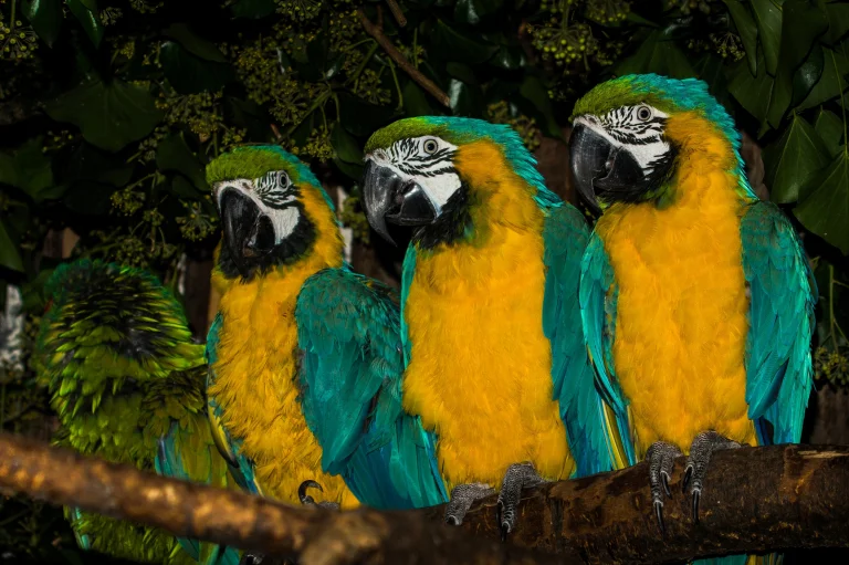 blue-and-yellow macaws among the dense foliage, birds, feathers, plumage, leaves, foliage, leafage, frondage, macro photography, macro, parrots, animals, fauna
