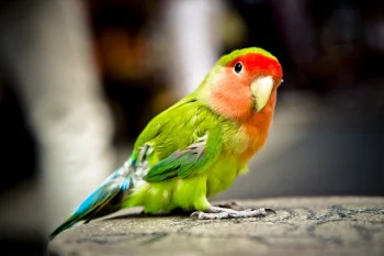 A rosy-cheeked lovebird in soft light