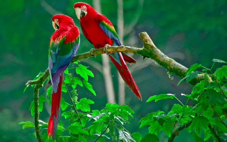 two red macaws on a branch in the rainforest, birds, forest, forests, leaves, foliage, leafage, frondage, parrots, animals, fauna